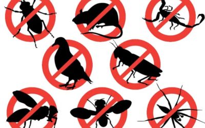 5 Most Common Pests Found in Orlando Homes and How to Get Rid of Them