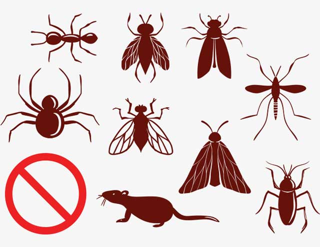 6 Things Orlando Residents Should Look for In A Pest Control Service