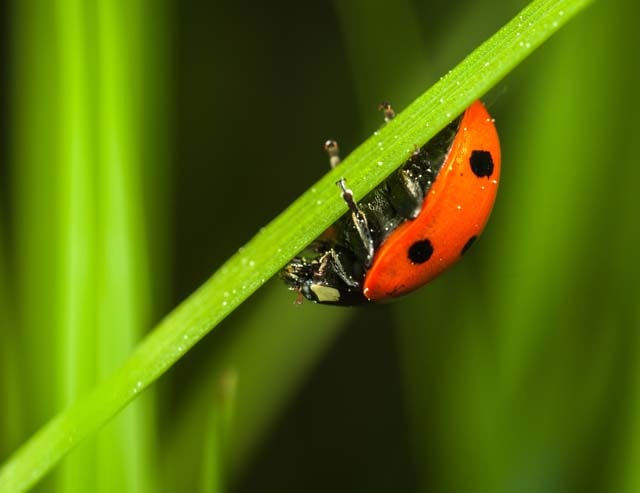 A Guide to Garden Bugs