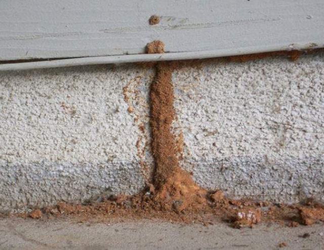 What Do I Do If I Find Termite Tubes Around My Home?