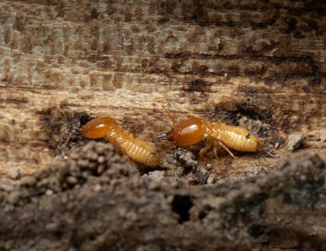 Termites and the Threat They Pose to the Structure of Your Home