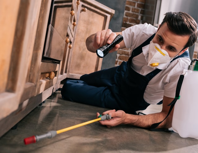 5 Myths Dispelled About Pest Control