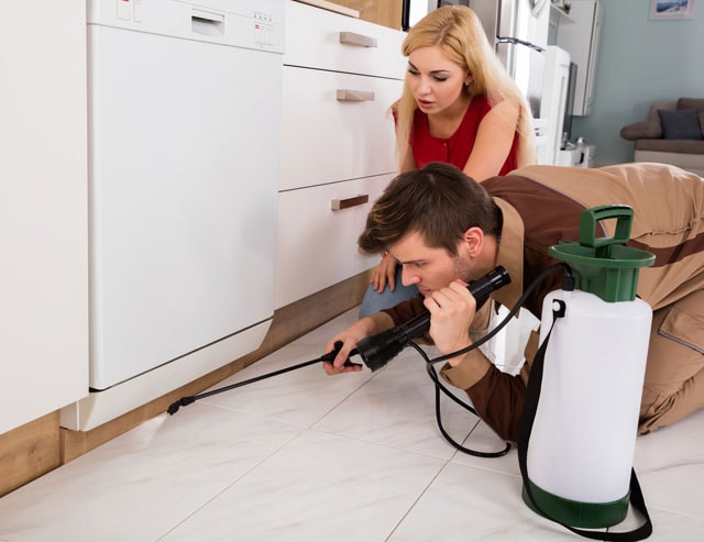  pest control in Brisbane cheap