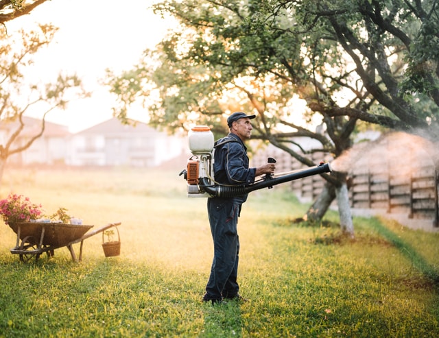 Are insects problems seasonal?