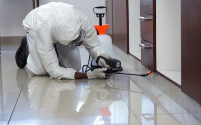 Who is Responsible for Pest Control in a Rental Property