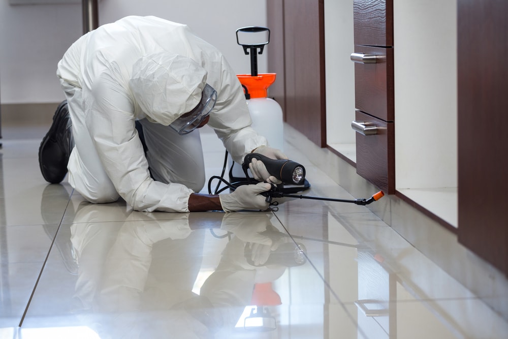 Who is Responsible for Pest Control in a Rental Property