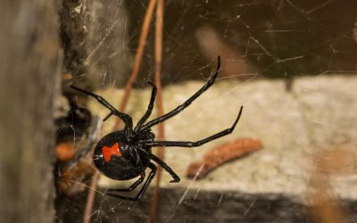 Common Florida Spiders