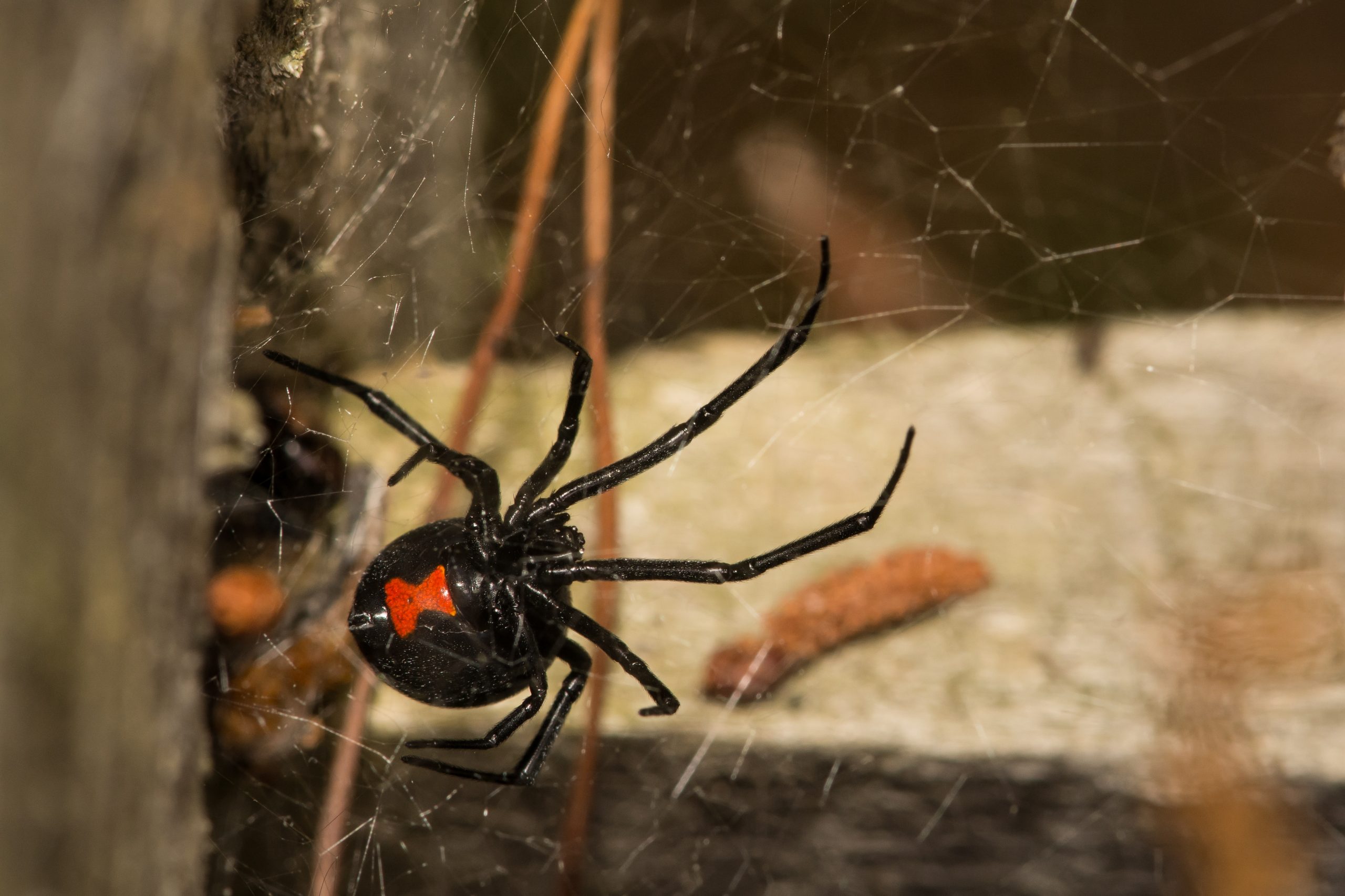 Spiders  A Guide To Spider Identification & Prevention