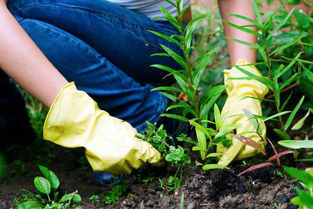 What Do We Do at Drake to Get and Keep Your Lawn Green and Healthy All Year?