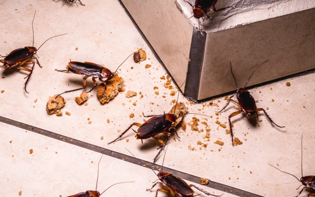 3 Things You Must Know About Cockroaches