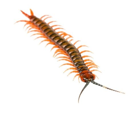 residential - Drake Lawn & Pest Control