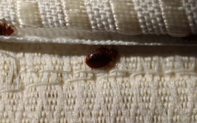 7 Pest Facts You Probably Did Not Know