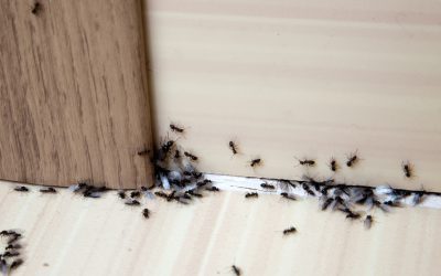 Will I Still See Pests After My First Pest Control Service?