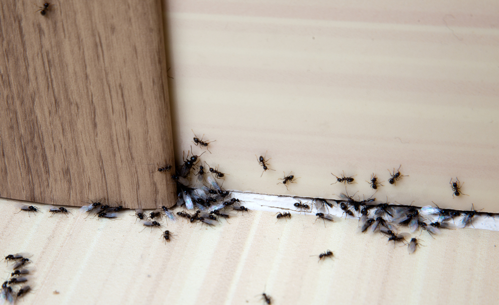 Will I Still See Pests After My First Pest Control Service?