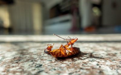 How Many Different Types of Roaches Are There?