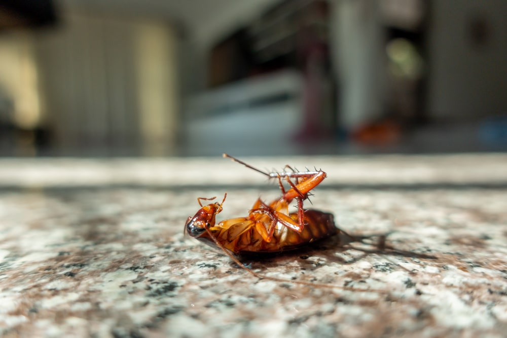 How Many Different Types of Roaches Are There?